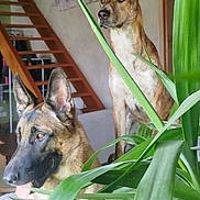 Max-Bounty participe au concours pour gagner de l'argent avec cette photo : dog, indoor, plant, staircase, brown_dog, black_and_brown_dog, ears_up, alert, domestic, pet, houseplant, wooden_stairs, background, fur, canine, animal, looking_away, tongue_out, natural_light, room