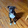 animal, background, box, brindle, brown, canine, collar, dog, ears, floor, floorboards, furniture, home, indoor, pet, shadow, sitting, snout, white, wooden_floor