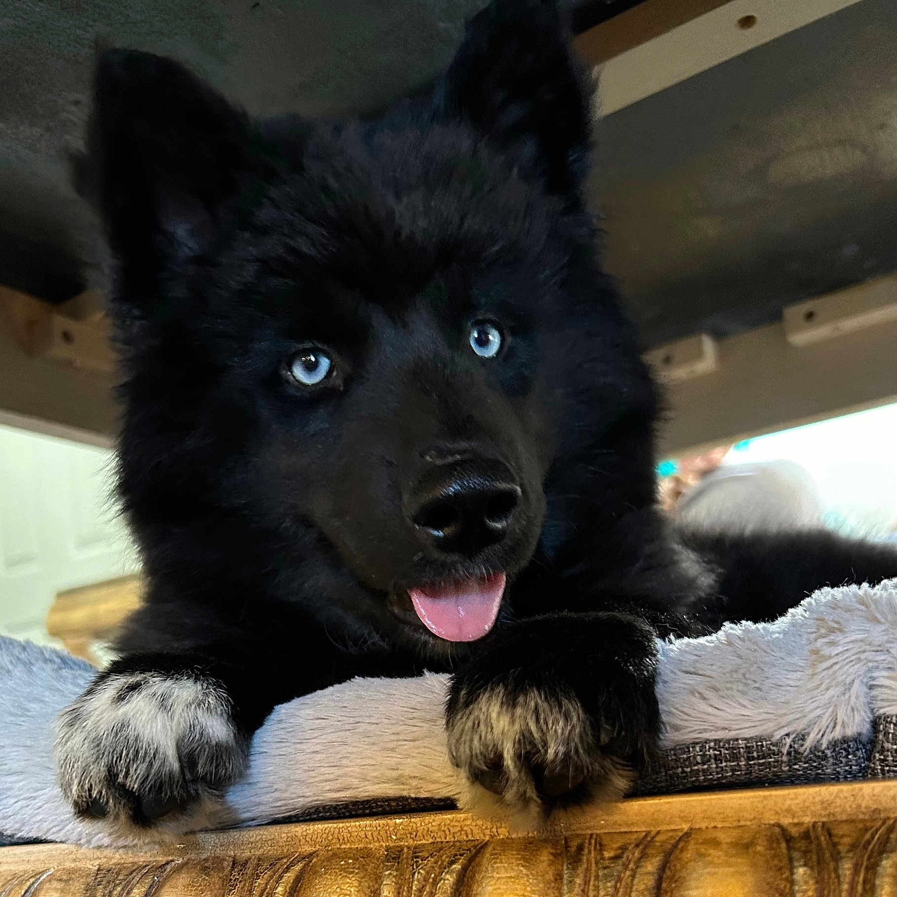 Mira is registered to the contest to win money with this photo: animal, bodypart, canine, couch, coyote, dog, furniture, germanshepherd, husky, indoors, interiordesign, mouth, person, pet, puppy, silhouette, snout, tongue, whitedog, wolf