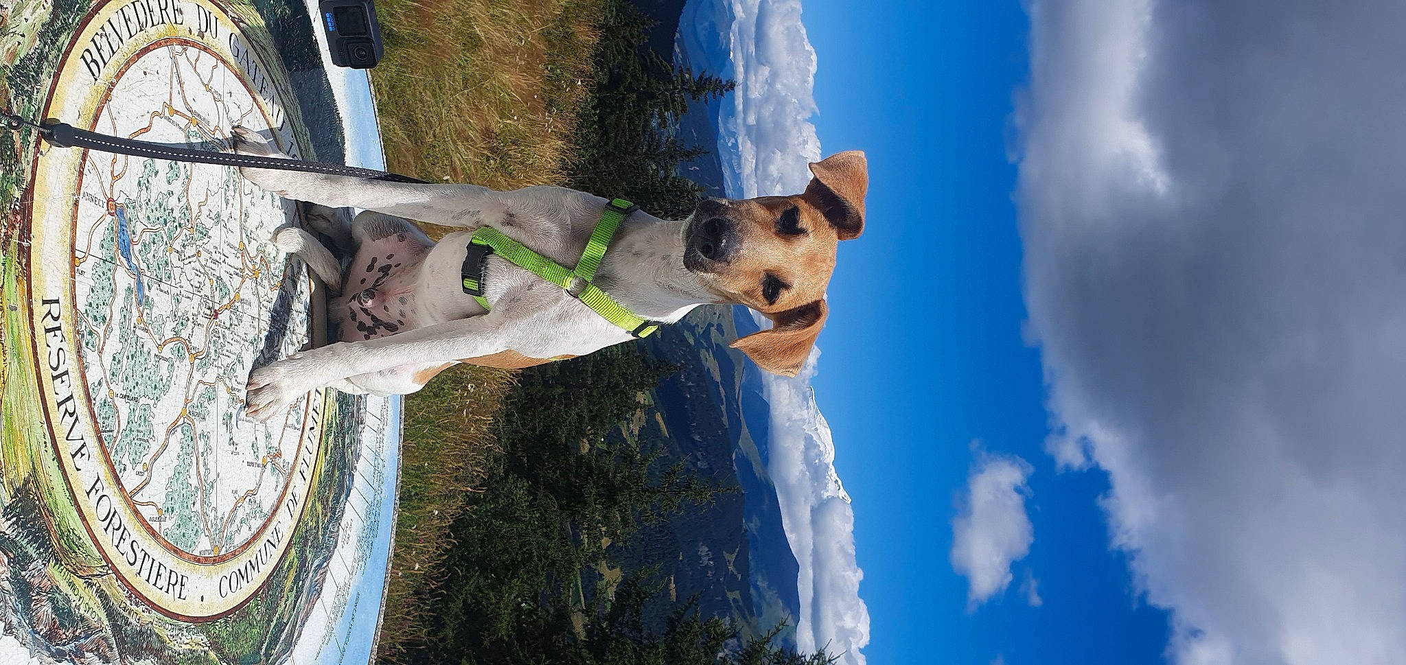 Ubby participe au concours pour gagner de l'argent avec cette photo : adventure, automotive_tire, bicycle, bicycle_fork, bicycle_tire, bicycle_wheel, carnivore, cloud, cumulus, dog, dog_breed, fun, leisure, plant, recreation, sky, tire, tree, water, wheel