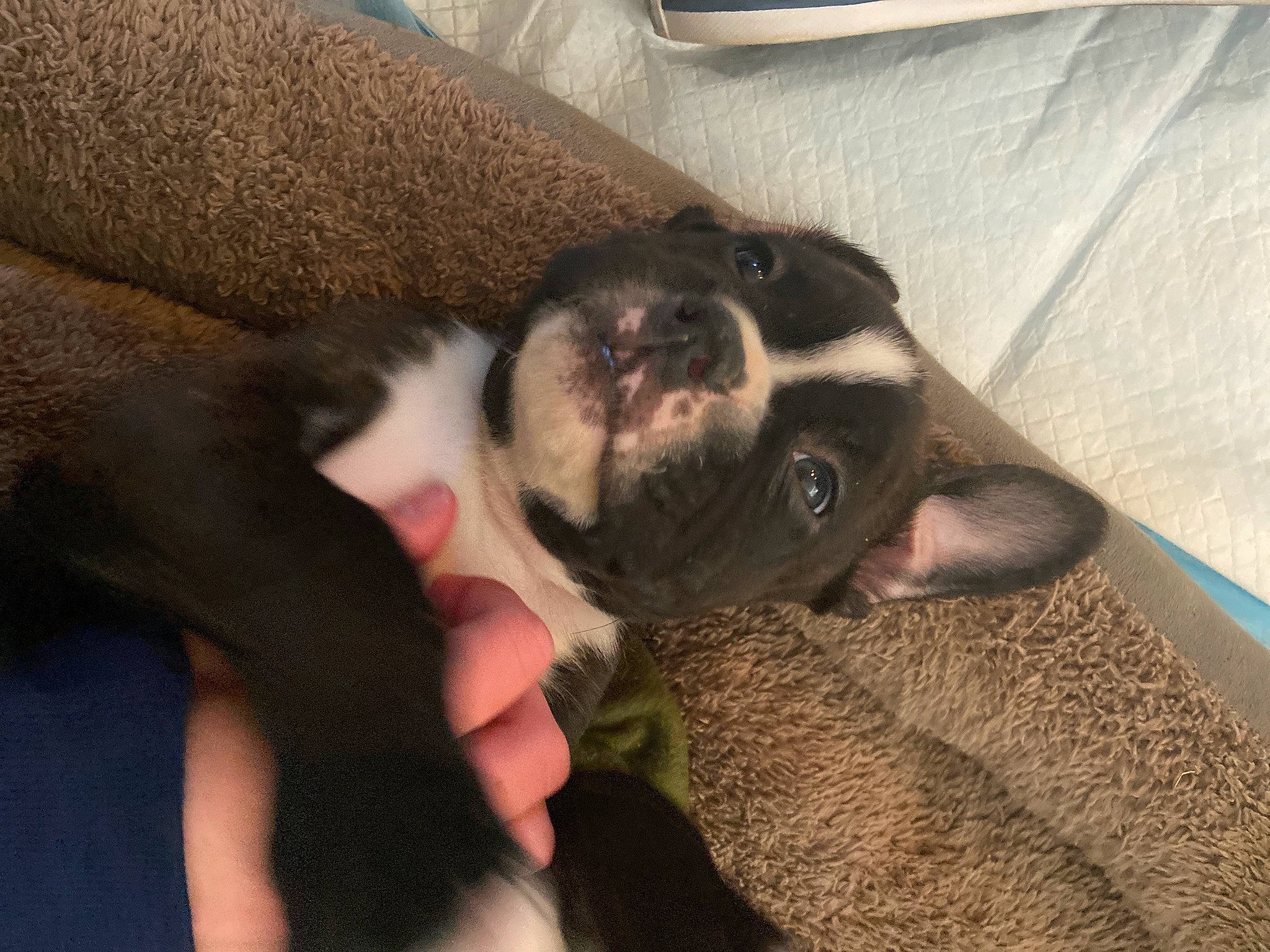 Boomer joined the competition — help win amazing prizes! boston_terrier, canidae, carnivore, companion_dog, dog, dog_breed, ear, fawn, french_bulldog, mammal, non_sporting_group, pug, puppy, puppy_love, snout, toy_bulldog