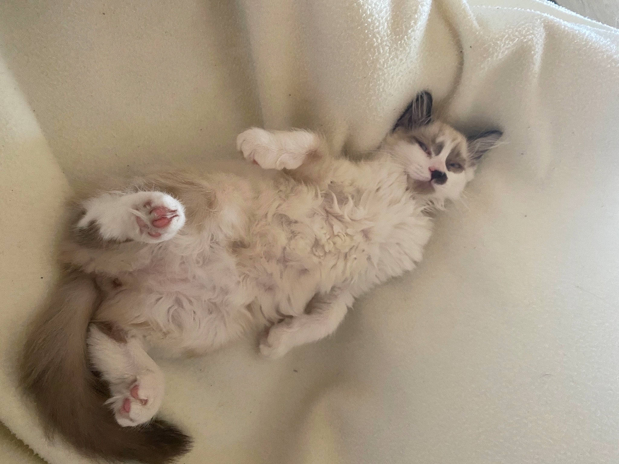 Giove a rejoint le concours — aidez-le/la à gagner de superbes lots ! carnivore, cat, claw, comfort, domestic_short_haired_cat, felidae, foot, fur, paw, small_to_medium_sized_cats, tail, whiskers