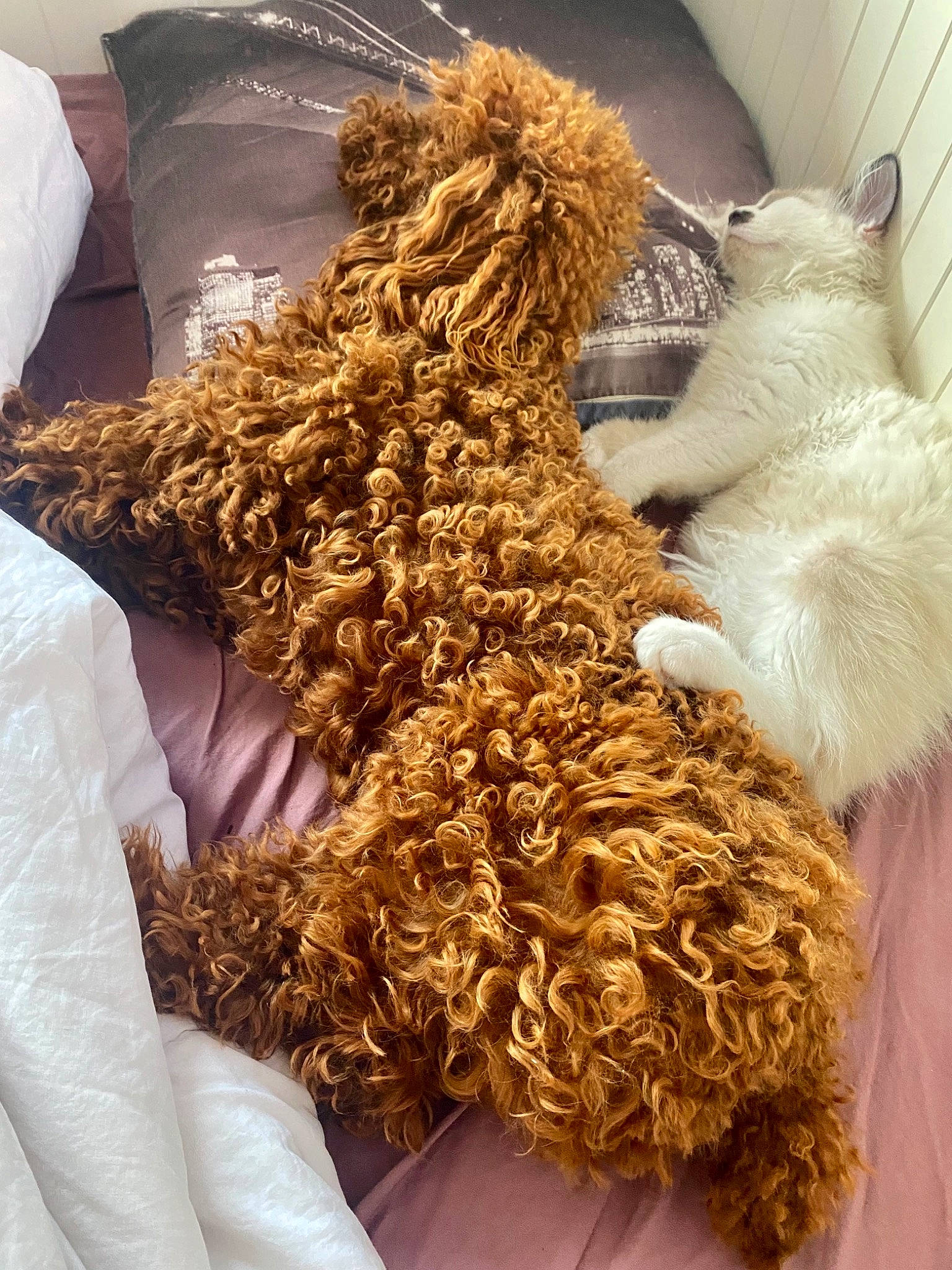 Giove a rejoint le concours — aidez-le/la à gagner de superbes lots ! companion_dog, dog_breed, dress, eyewear, fashion_accessory, fashion_design, fawn, fur, glasses, human_leg, metal, natural_material, peach, sporting_group, stuffed_toy, teddy_bear, terrestrial_animal, toy, wood, wool