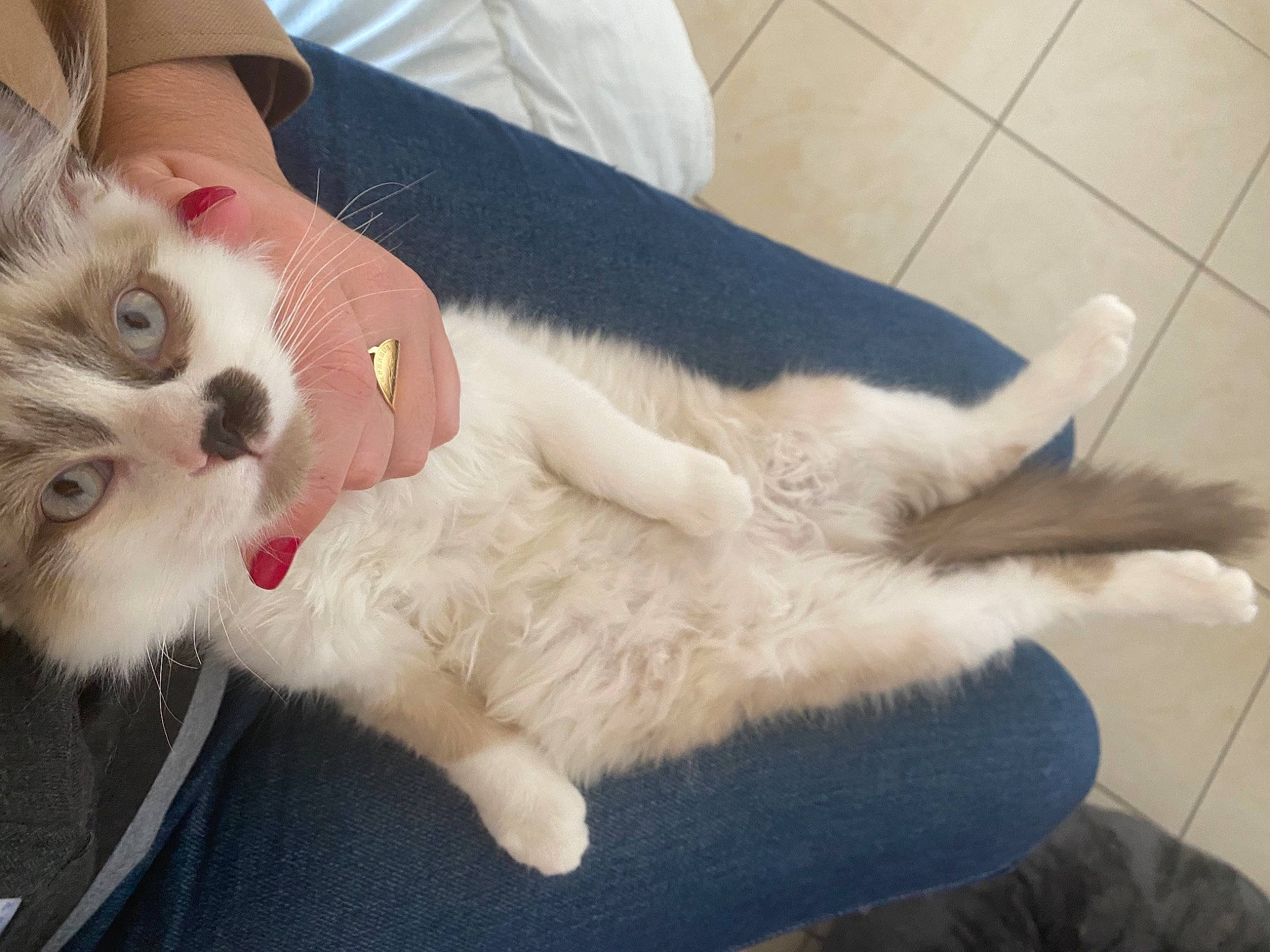 Giove participe au concours pour gagner de l'argent avec cette photo : canidae, carnivore, cat, claw, companion_dog, domestic_short_haired_cat, fang, fawn, felidae, flooring, foot, fur, gesture, lap, nail, paw, small_to_medium_sized_cats, snout, tail, whiskers