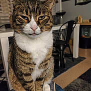 Oreo a rejoint le concours — aidez-le/la à gagner de superbes lots ! cat, tabby, indoor, pet, animal, feline, sitting, white_paws, white_chest, fur, whiskers, ears, face, table, chair, home, decor, floor, carpet, domestic