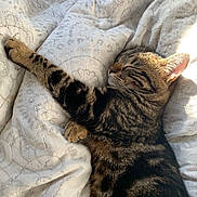 Zuri participe au concours pour gagner de l'argent avec cette photo : abyssinian, animal, bed, bedroom, blanket, cat, couch, cushion, furniture, homedecor, indoors, kitten, linen, manx, person, pet, photography, quilt, room, sleeping