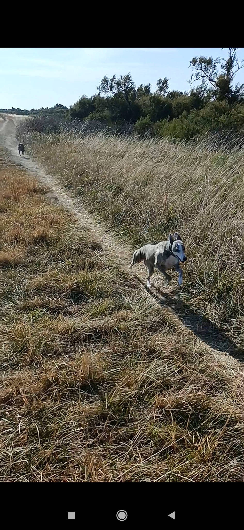 Oréane a rejoint le concours — aidez-le/la à gagner de superbes lots ! agriculture, carnivore, companion_dog, dog, dog_breed, field, grass, grassland, landscape, pasture, plant, prairie, shrubland, sky, soil, sporting_group, terrestrial_animal, tree, wildlife, working_animal