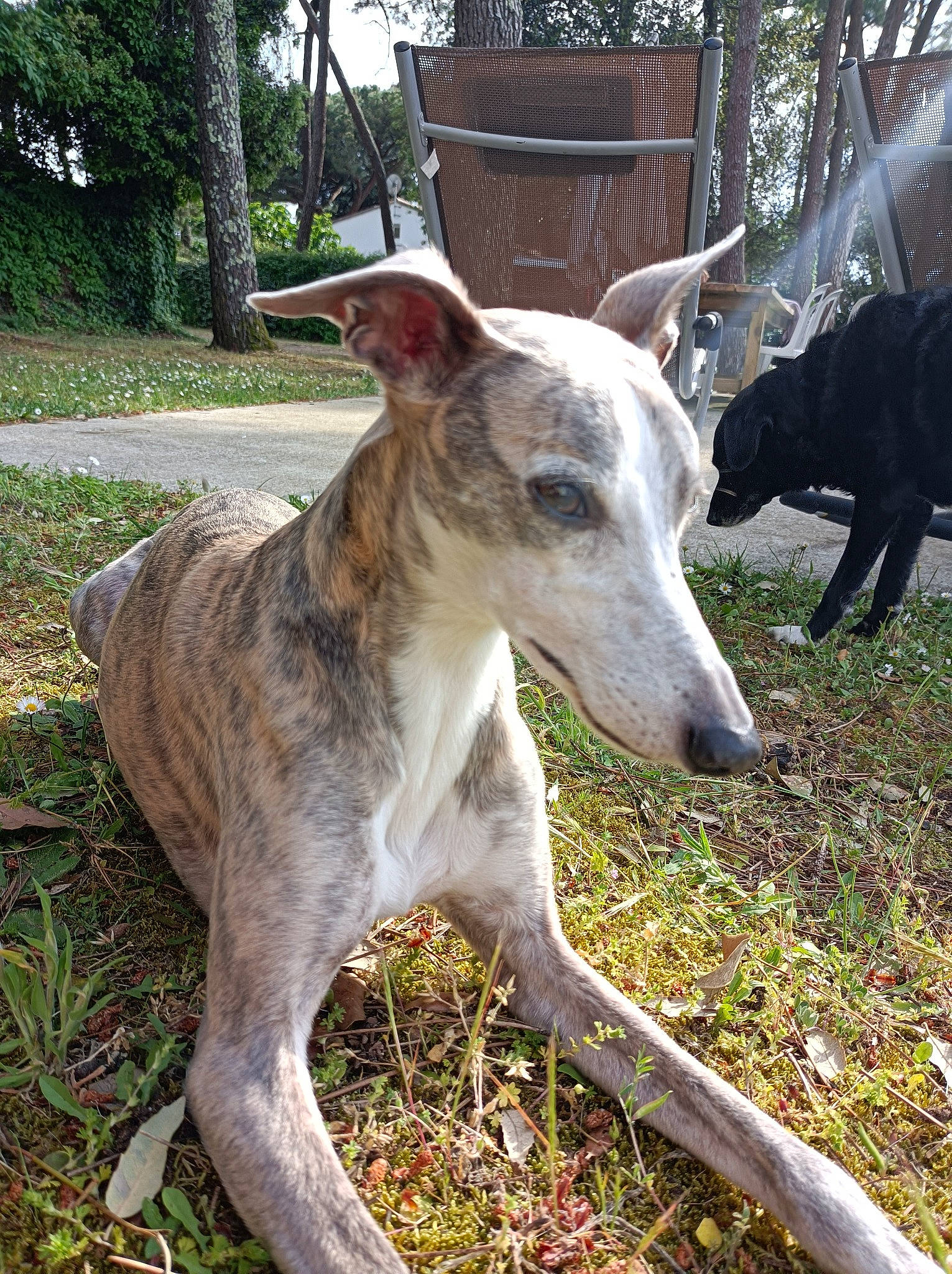 Oréane participe au concours pour gagner de l'argent avec cette photo : carnivore, collar, companion_dog, dog, dog_breed, fawn, grass, hunting_dog, magyar_agar, non_sporting_group, plant, rampur_greyhound, sighthound, snout, terrestrial_animal, terrestrial_plant, tree, working_animal
