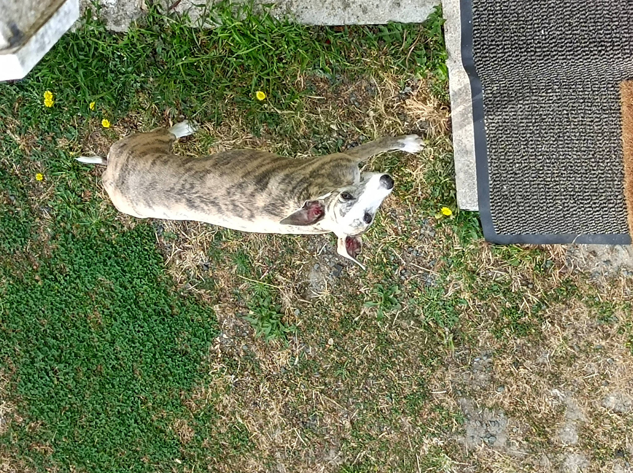 Oréane a rejoint le concours — aidez-le/la à gagner de superbes lots ! canidae, carnivore, cat, dog_breed, domestic_short_haired_cat, felidae, fox_squirrel, grass, grey_squirrel, groundcover, plant, rodent, shadow, small_to_medium_sized_cats, soil, squirrel, tail, tree, trunk, whiskers