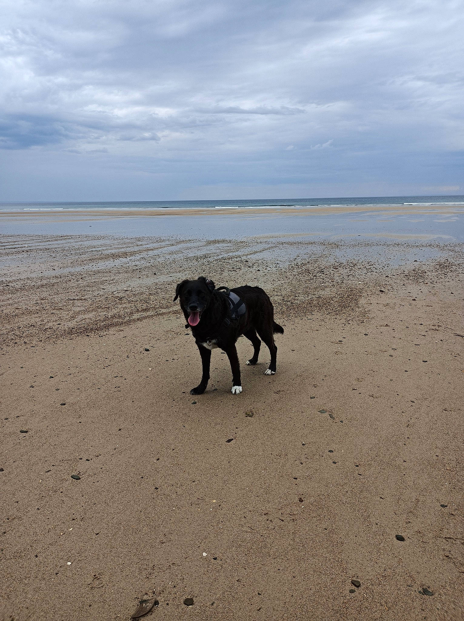 Guess a rejoint le concours — aidez-le/la à gagner de superbes lots ! beach, canidae, carnivore, cloud, dog, dog_breed, fawn, horizon, lake, landscape, sand, sky, soil, sporting_group, tail, water, wave, wind_wave, wood, working_animal