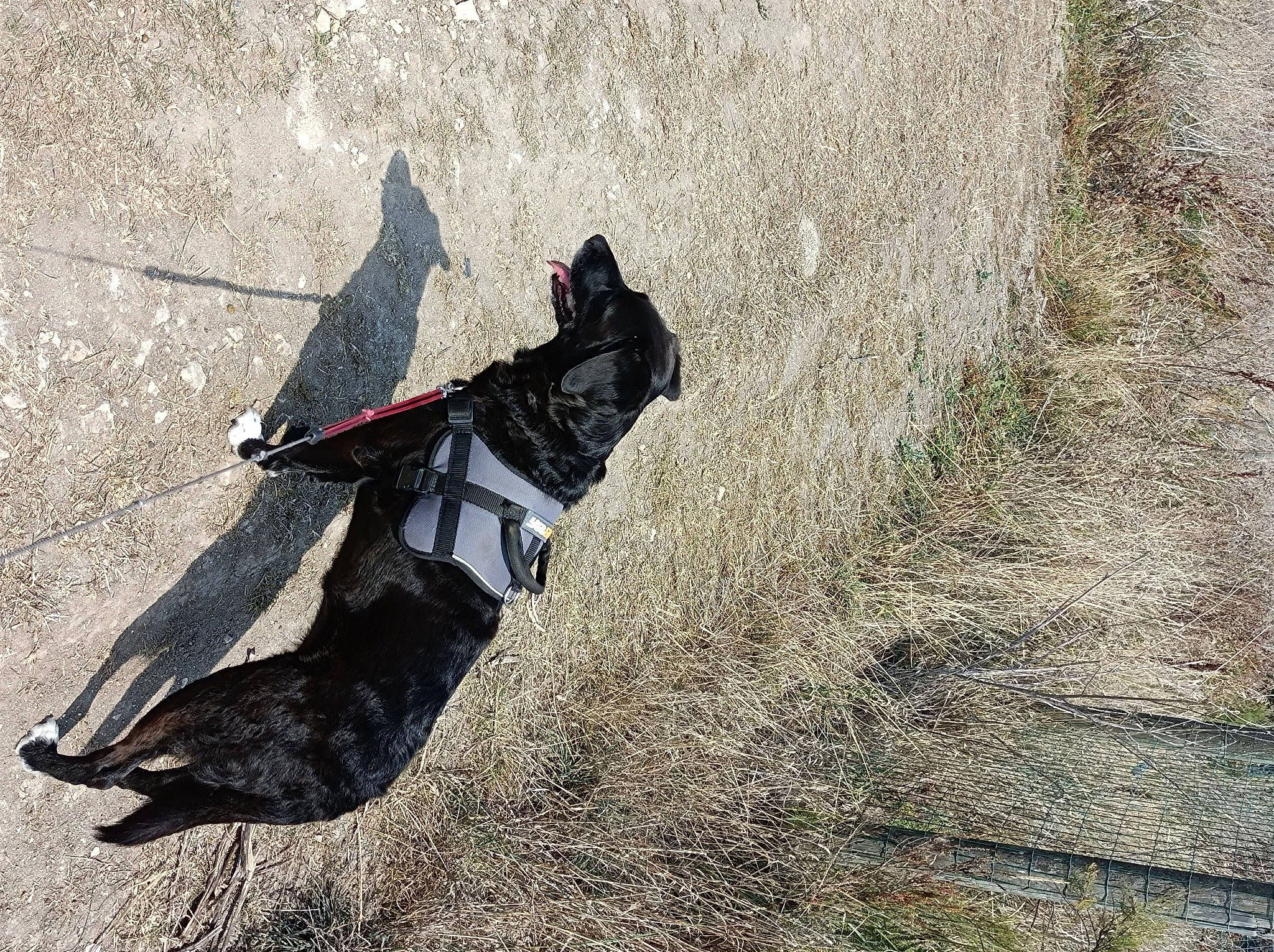 Guess participe au concours pour gagner de l'argent avec cette photo : adventure, asphalt, automotive_tire, bicycle_tire, carmine, dog_breed, extreme_sport, grass, human_leg, landscape, leash, outdoor_shoe, personal_protective_equipment, recreation, road_surface, shadow, slope, soil, sporting_group, tree