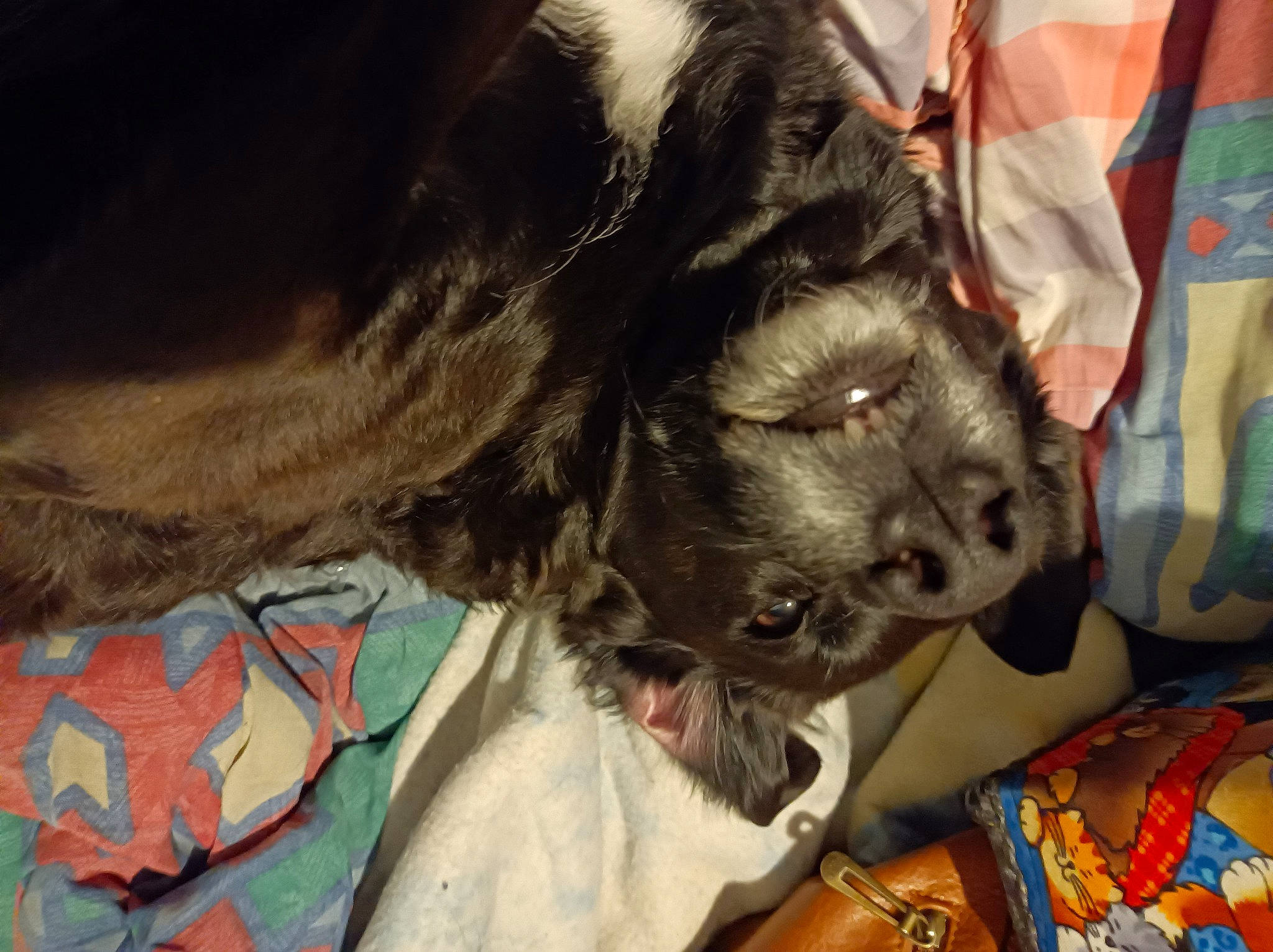 Guess a rejoint le concours — aidez-le/la à gagner de superbes lots ! canidae, carnivore, comfort, companion_dog, dog, dog_breed, dog_collar, fawn, felidae, fur, guard_dog, liver, nap, non_sporting_group, puppy, snout, spaniel, sporting_group, whiskers, working_animal