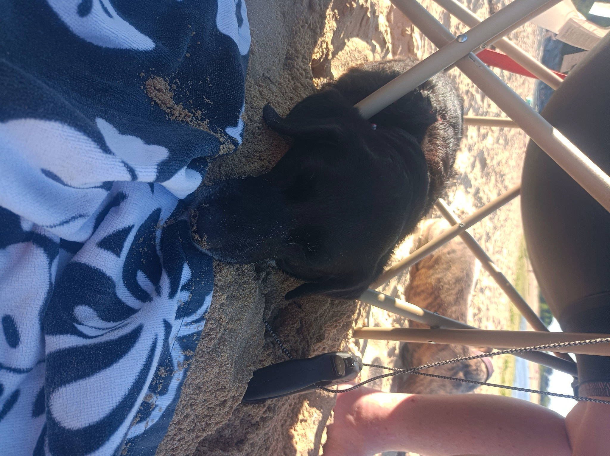 Guess a rejoint le concours — aidez-le/la à gagner de superbes lots ! auto_part, automotive_tire, automotive_wheel_system, electric_blue, fawn, fur, glass, human_leg, light, pattern, shadow, snout, soil, sporting_group, tail, tints_and_shades, tree, vehicle_door