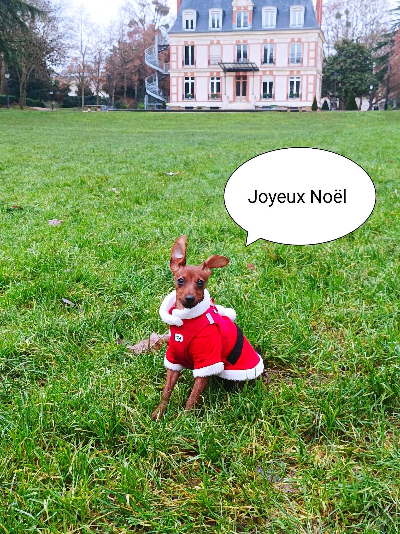 Tina participe au concours pour gagner de l'argent avec cette photo : building, carnivore, companion_dog, dog, dog_breed, fawn, grass, grass_family, grassland, groundcover, happy, house, lawn, leisure, meadow, people_in_nature, plant, sky, tree, window