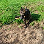Tarot participe au concours pour gagner de l'argent avec cette photo : animal, brush, canine, collar, daylight, dog, ears, eyes, fur, grass, ground, leash, nature, outdoor, park, pet, play, shadow, sitting, snout
