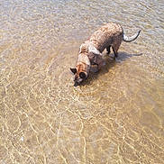 Tarot participe au concours pour gagner de l'argent avec cette photo : animal, beach, canine, clear_water, curious, daytime, dog, nature, outdoor, pet, reflection, ripples, sand, shallow_water, sniffing, standing, summer, sunlight, water, wet