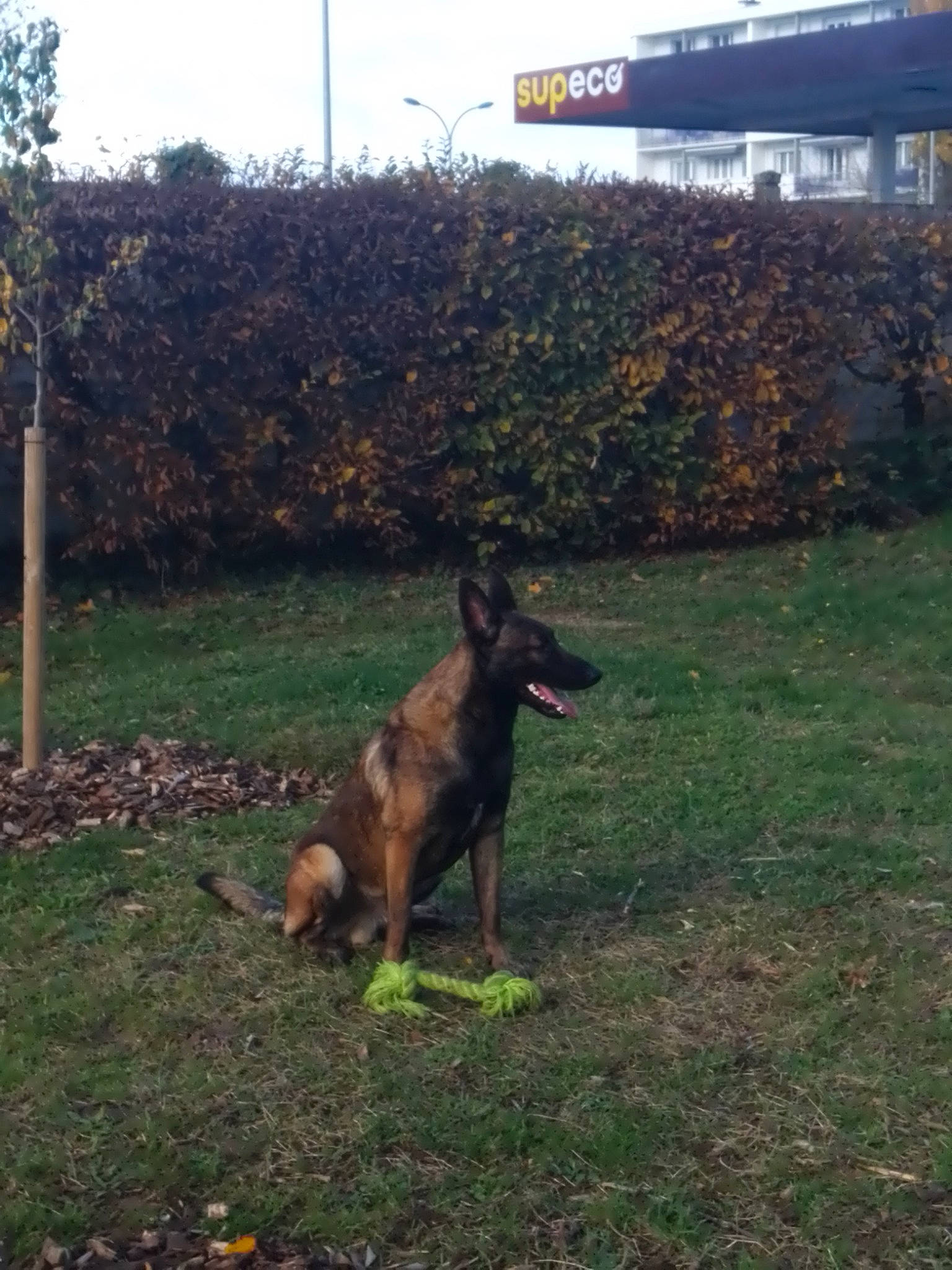 Tarot participe au concours pour gagner de l'argent avec cette photo : canidae, carnivore, dog, dog_breed, east_european_shepherd, german_shepherd_dog, grass, groundcover, guard_dog, king_shepherd, old_german_shepherd_dog, plant, sky, snout, sporting_group, tail, terrestrial_animal, tree, working_dog, yard