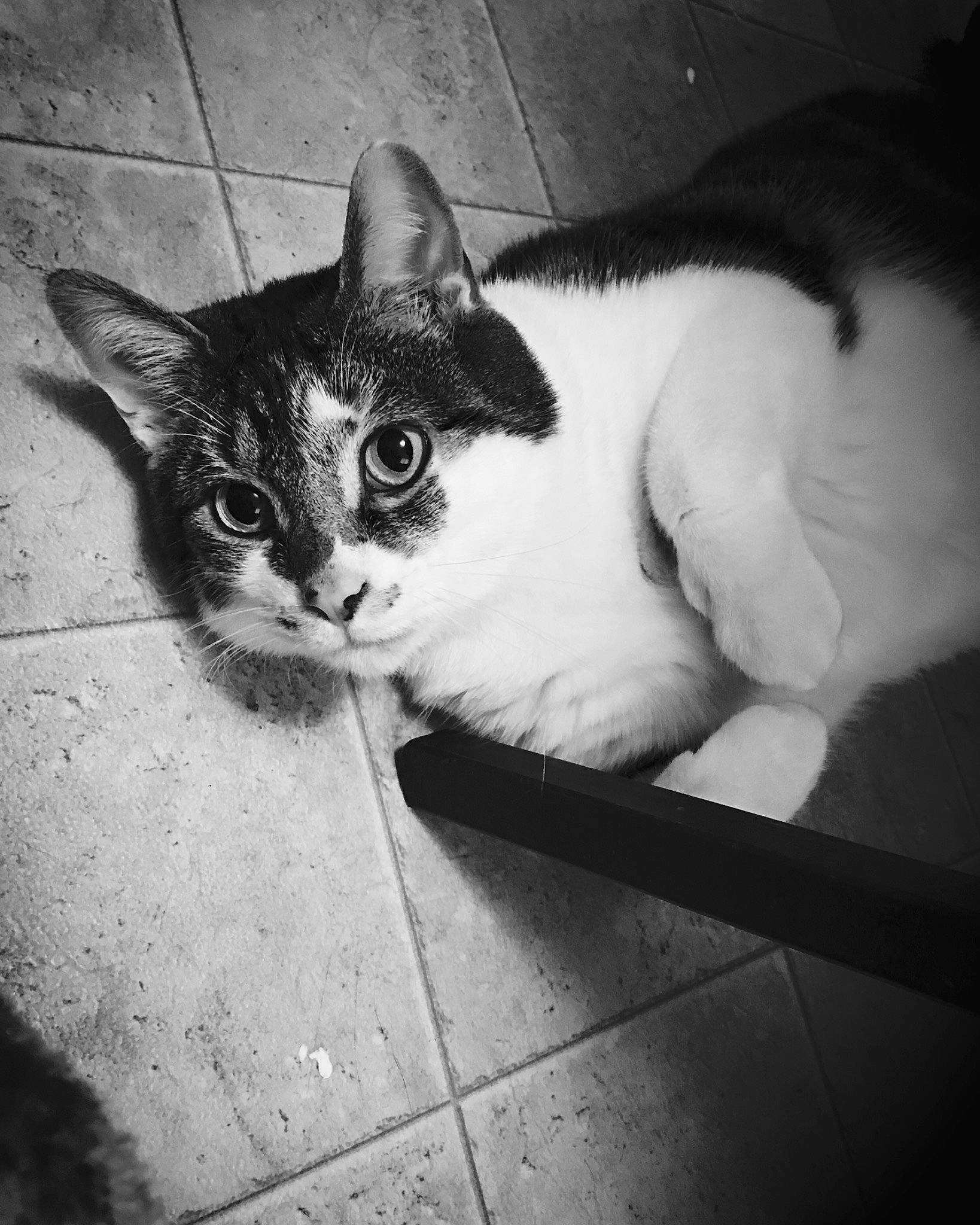 Gunther is registered to the contest to win money with this photo: black_and_white, carnivore, cat, comfort, domestic_short_haired_cat, felidae, fur, grey, leg, mammal, monochrome, monochrome_photography, paw, small_to_medium_sized_cats, snout, style, tail, vertebrate, whiskers, window