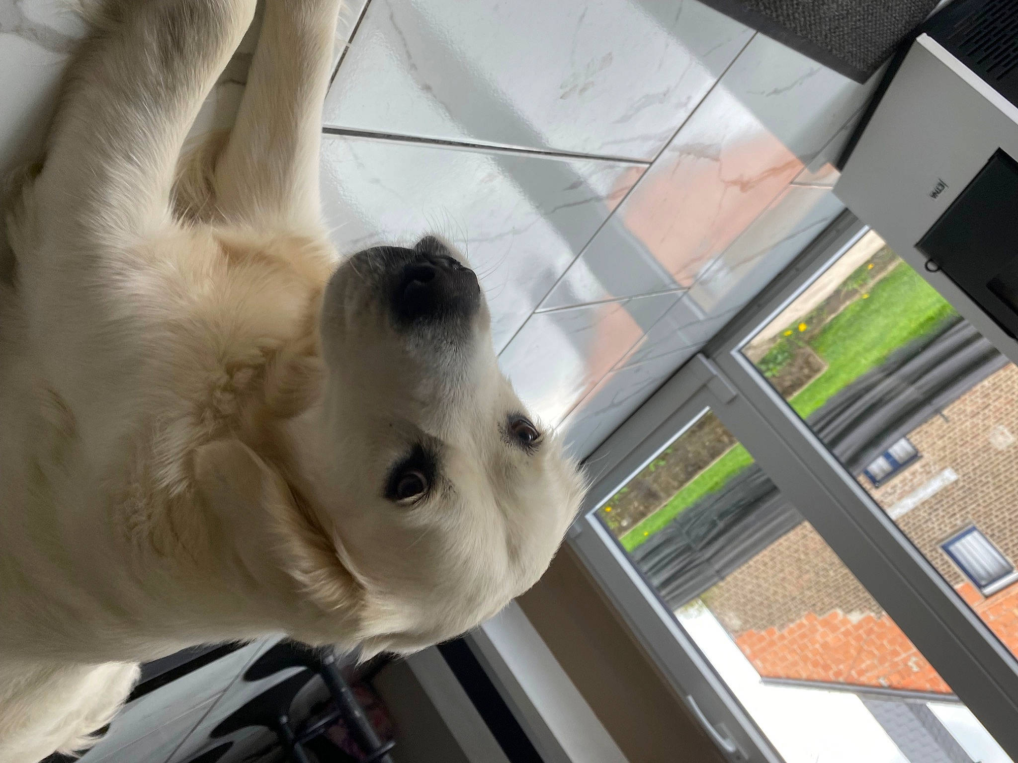 Chanel participe au concours pour gagner de l'argent avec cette photo : automotive_exterior, canidae, carnivore, cockatoo, companion_dog, dog, dog_breed, fawn, flooring, fur, glass, non_sporting_group, snout, sporting_group, toy, vehicle_door, whiskers, working_animal