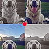 animal, canine, collage, dog, fence, four_panel, golden_retriever, grass, happy, heart_emoji, house, nature, outdoor, pet, portrait, sky, smiling, sunlight, tongue_out, yard