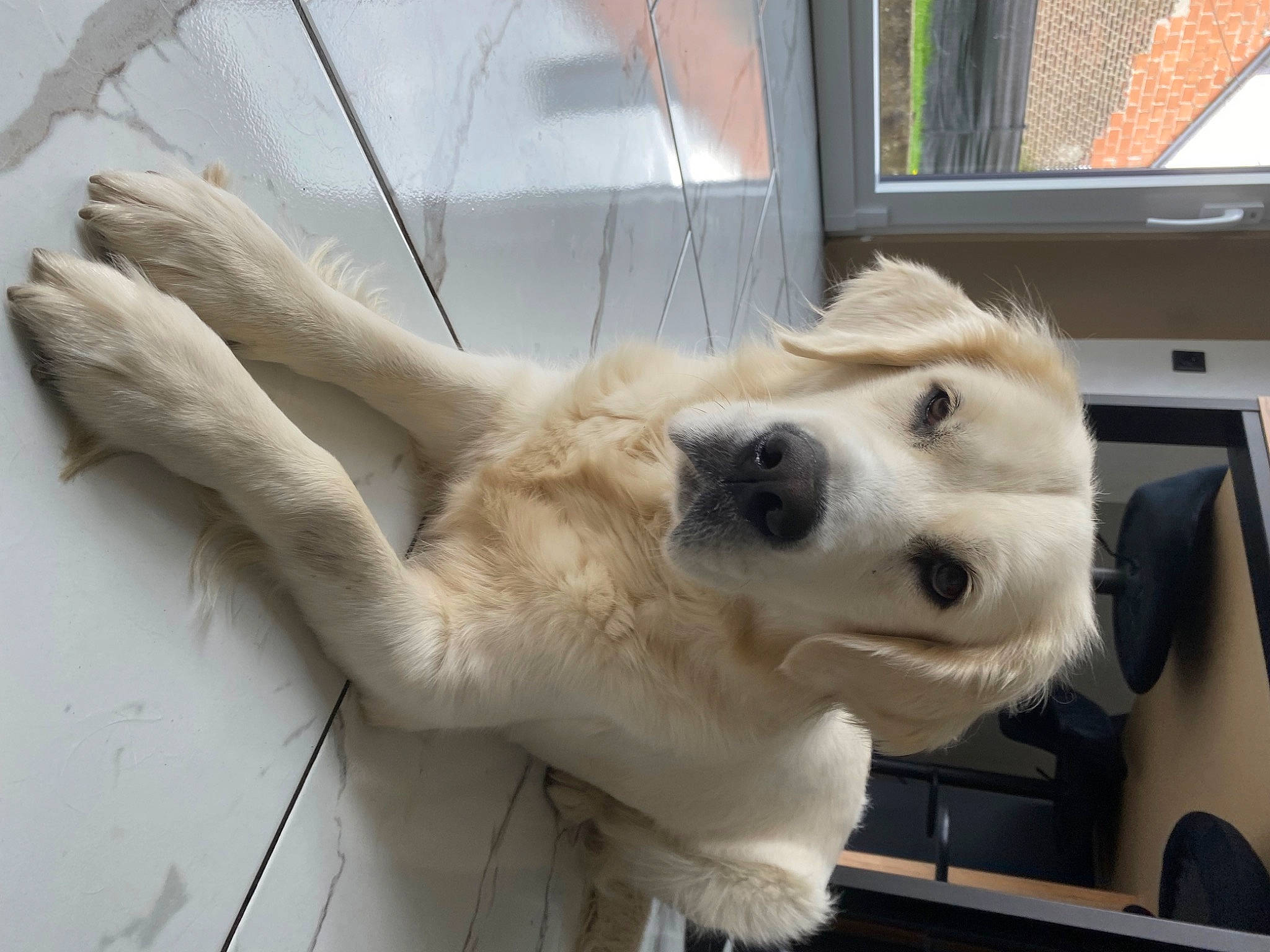 Chanel a rejoint le concours — aidez-le/la à gagner de superbes lots ! ancient_dog_breeds, canidae, carnivore, collar, companion_dog, dog, dog_breed, dog_collar, fawn, fur, giant_dog_breed, non_sporting_group, paw, pet_supply, retriever, snout, sporting_group, whiskers, working_animal, working_dog