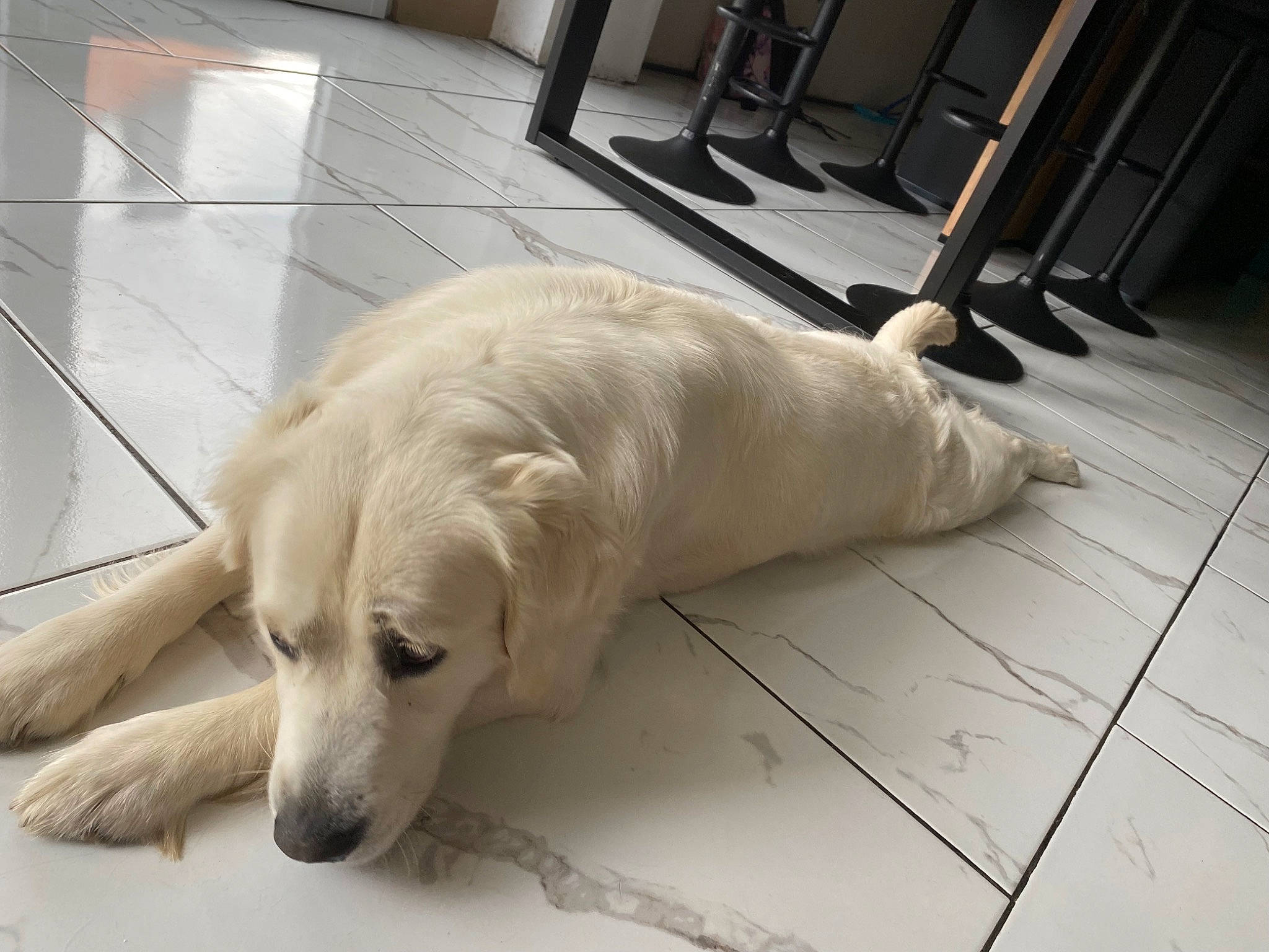 Chanel a rejoint le concours — aidez-le/la à gagner de superbes lots ! carnivore, comfort, companion_dog, dog, dog_breed, fawn, floor, flooring, fur, hardwood, pet_supply, tail, terrestrial_animal, tile_flooring, wood, working_animal