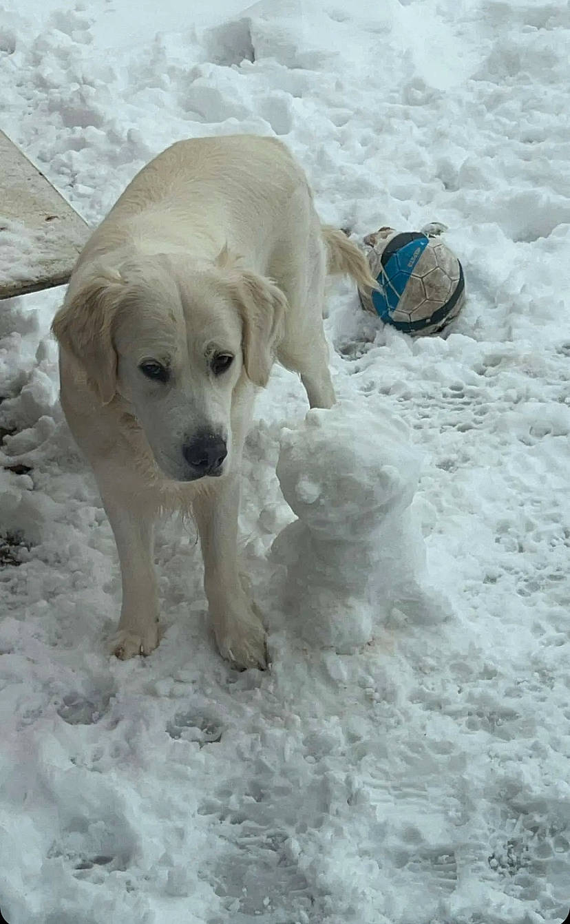 Chanel a rejoint le concours — aidez-le/la à gagner de superbes lots ! canidae, carnivore, companion_dog, dog, dog_breed, fawn, freezing, fur, gun_dog, hunting_dog, labrador_retriever, retriever, snout, snow, sporting_group, winter, working_animal