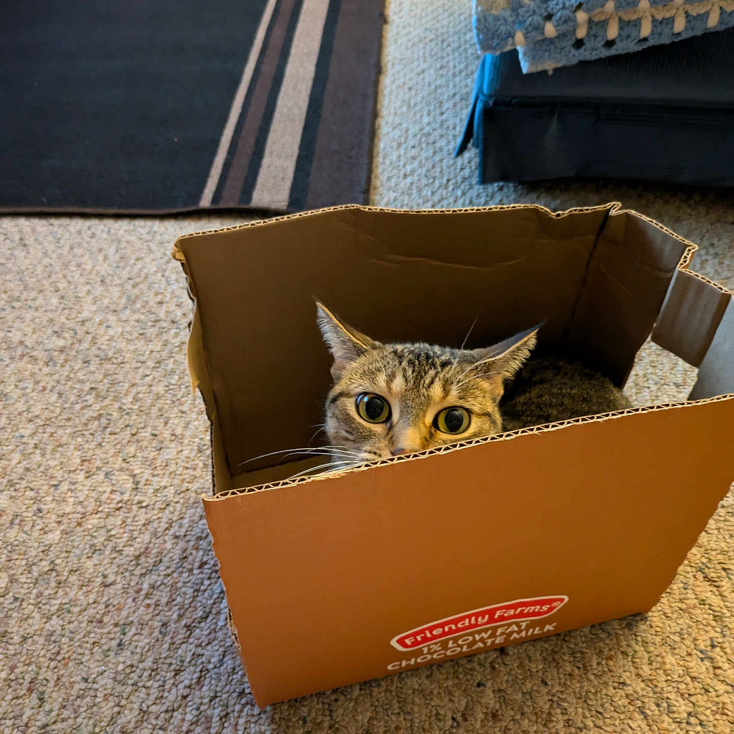 Bella joined the competition — help win amazing prizes! animal, blanket, box, cardboard_box, carpet, cat, crochet, curious, cute, domestic_cat, ears, floor, furniture, home, indoor, pet, playful, tabby, whiskers, wide_eyes
