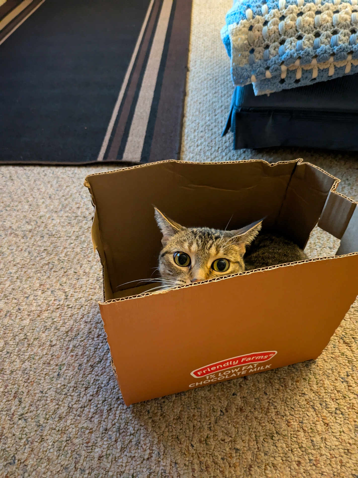 Bella joined the competition — help win amazing prizes! animal, blanket, box, cardboard_box, carpet, cat, crochet, curious, cute, domestic_cat, ears, floor, furniture, home, indoor, pet, playful, tabby, whiskers, wide_eyes