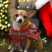 Taco joined the competition — help win amazing prizes! bokeh_lights, brown_dog, chihuahua, christmas, christmas_stocking, cute, dog, ears, festive, holiday_decor, holiday_lights, indoor, jingle_bells, pet, plaid_collar, portrait, seasonal, small_dog, warm_lighting, white_markings