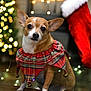 bokeh_lights, brown_dog, chihuahua, christmas, christmas_stocking, cute, dog, ears, festive, holiday_decor, holiday_lights, indoor, jingle_bells, pet, plaid_collar, portrait, seasonal, small_dog, warm_lighting, white_markings