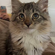 Keops participe au concours pour gagner de l'argent avec cette photo : animal, brown, cat, close_up, curious, cute, domestic_cat, ears, feline, fluffy, fur, indoor, kitten, pet, portrait, soft, whiskers, white, wide_eyes, young
