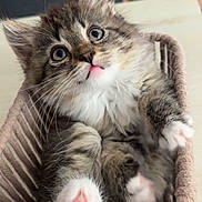 Keops participe au concours pour gagner de l'argent avec cette photo : kitten, cat, pet, furry, cute, basket, paws, whiskers, indoor, curious, fluffy, tabby, small, closeup, adorable, animal, mammal, domestic, young, cozy