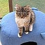 Keops participe au concours pour gagner de l'argent avec cette photo : animal, blue_cat_bed, cat, cozy, curious, cute, domestic, fur, furry, green_background, indoor, kitten, paws, pet, portrait, screen, small, tabby, whiskers, window