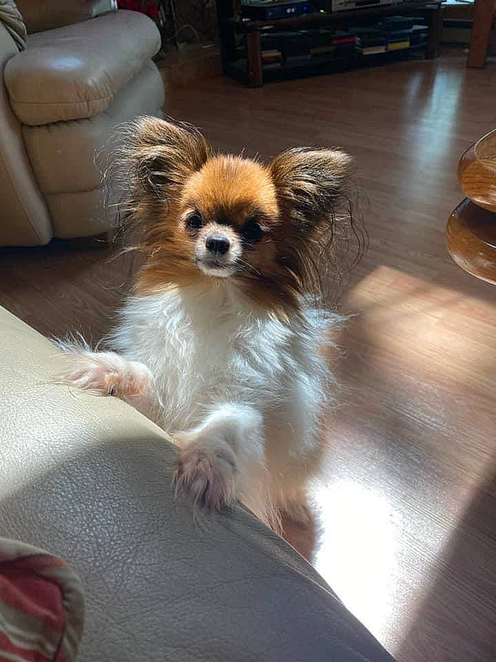 Edgar is registered to the contest to win money with this photo: canidae, carnivore, companion_dog, dog, dog_breed, fawn, mammal, papillon, phalene, pomeranian, puppy, spaniel, sporting_group, toy_dog, vertebrate