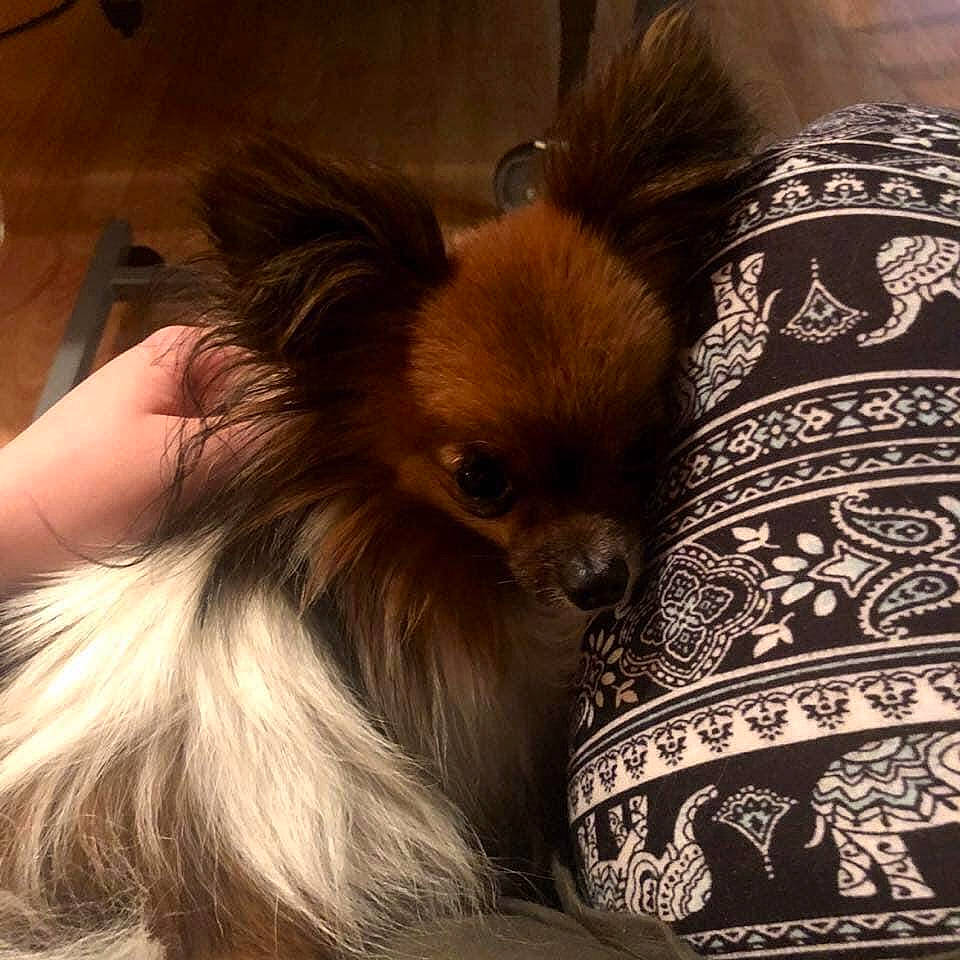 Edgar joined the competition — help win amazing prizes! canidae, caramel_color, carnivore, companion_dog, dog, dog_breed, fawn, fur, mammal, papillon, pomeranian, puppy, russkiy_toy, snout, spitz, toy_dog, vertebrate