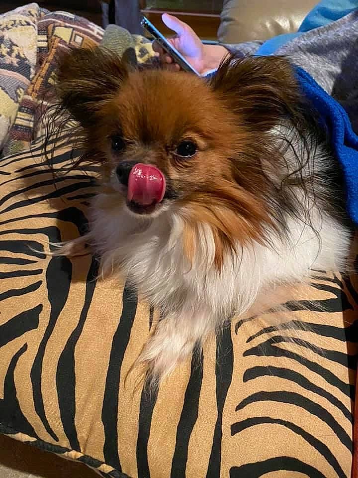 Edgar is registered to the contest to win money with this photo: canidae, carnivore, companion_dog, dog, dog_breed, fawn, fur, mammal, papillon, pomeranian, snout, spitz, toy_dog, vertebrate