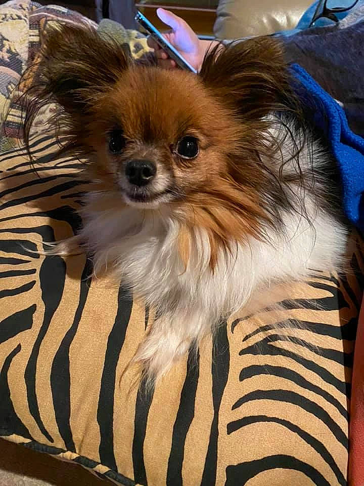 Edgar is registered to the contest to win money with this photo: canidae, carnivore, companion_dog, dog, dog_breed, fawn, mammal, papillon, pomeranian, puppy, toy_dog, vertebrate, whiskers