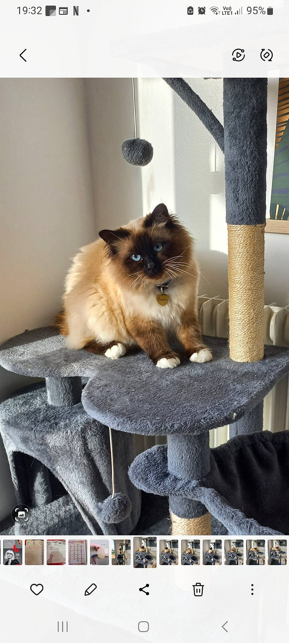 Trésor participe au concours pour gagner de l'argent avec cette photo : birman, carnivore, cat, fawn, felidae, fur, plant, ragdoll, room, siamese, sitting, small_to_medium_sized_cats, tail, thai, whiskers