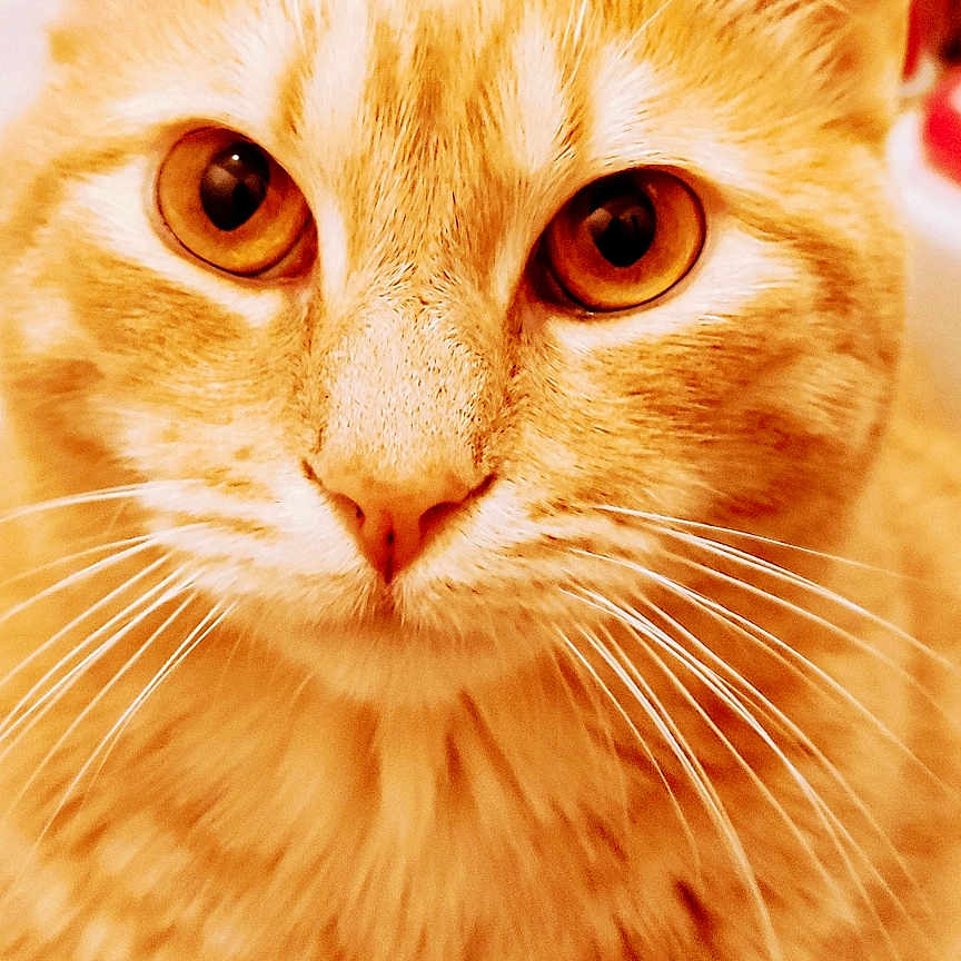 Caramel participe au concours pour gagner de l'argent avec cette photo : animal, cat, close_up, curious, cute, domestic_cat, eyes, face, feline, friendly, fur, household, indoor, mammal, orange_tabby, pet, portrait, soft_focus, warm_lighting, whiskers