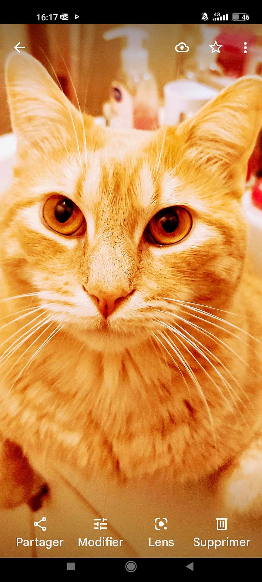 Caramel participe au concours pour gagner de l'argent avec cette photo : cat, orange_tabby, close_up, whiskers, fur, pet, animal, curious, eyes, face, domestic_cat, indoor, feline, portrait, soft_focus, warm_lighting, household, cute, mammal, friendly