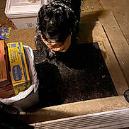 Bella joined the competition — help win amazing prizes! dog, black_dog, snow, outdoor, doormat, porch, night, box, trash_can, curious, pet, animal, looking_up, cold, snowflakes, concrete, doorstep, domestic, canine, winter