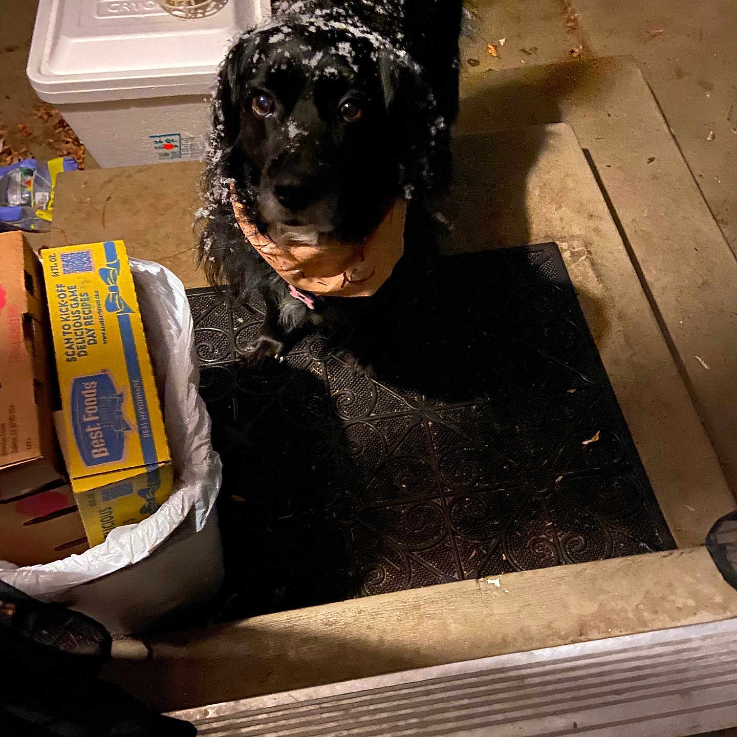 Bella joined the competition — help win amazing prizes! animal, black_dog, box, canine, cold, concrete, curious, dog, domestic, doormat, doorstep, looking_up, night, outdoor, pet, porch, snow, snowflakes, trash_can, winter
