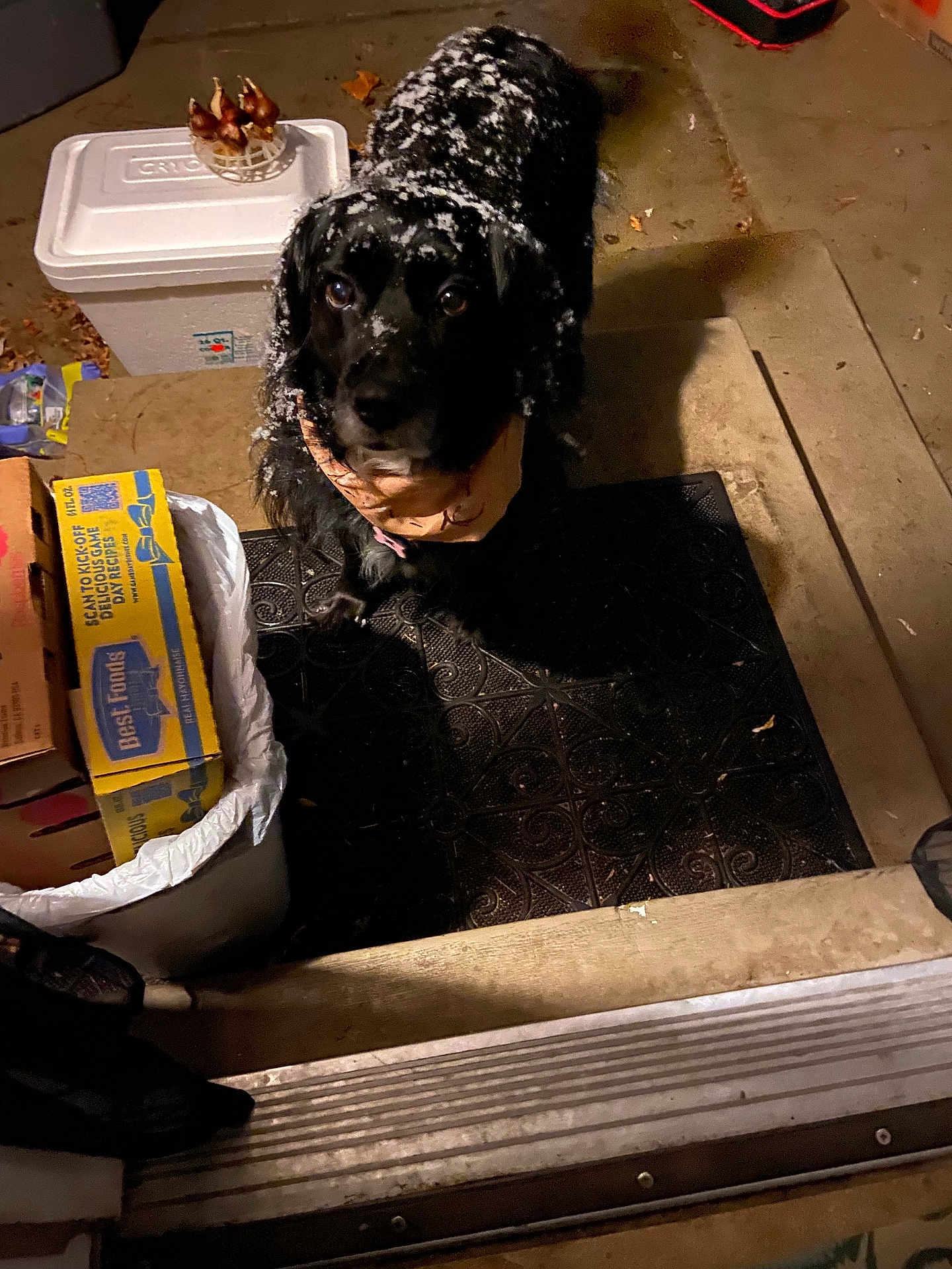 Bella joined the competition — help win amazing prizes! dog, black_dog, snow, outdoor, doormat, porch, night, box, trash_can, curious, pet, animal, looking_up, cold, snowflakes, concrete, doorstep, domestic, canine, winter