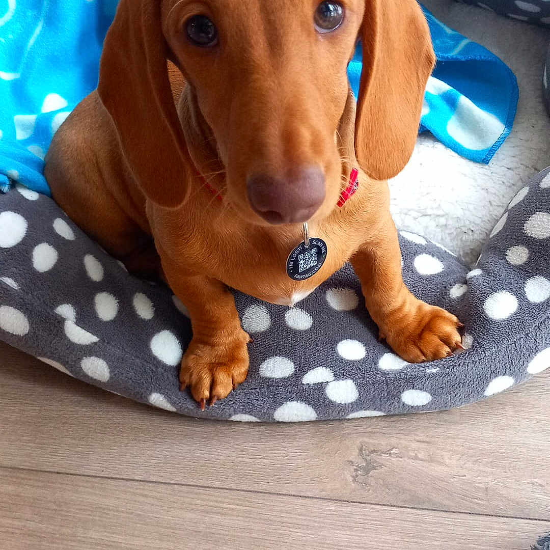 Enzo is registered to the contest to win money with this photo: animal, beagle, blanket, canine, couch, cushion, dog, face, furniture, head, homedecor, hound, labradorretriever, linen, person, pet, photography, portrait, puppy, sleeping