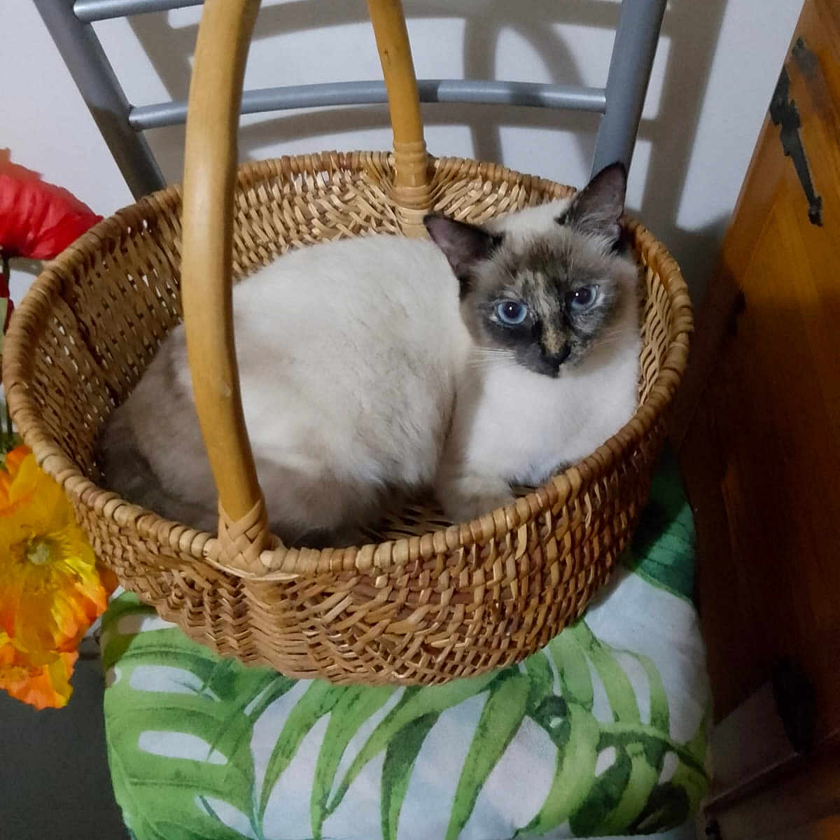 Princesse a rejoint le concours — aidez-le/la à gagner de superbes lots ! angora, animal, basket, cat, flower, flowerarrangement, fun, herbal, herbs, kitten, leisureactivities, manx, pet, picnic, plant, shoppingbasket, siamese