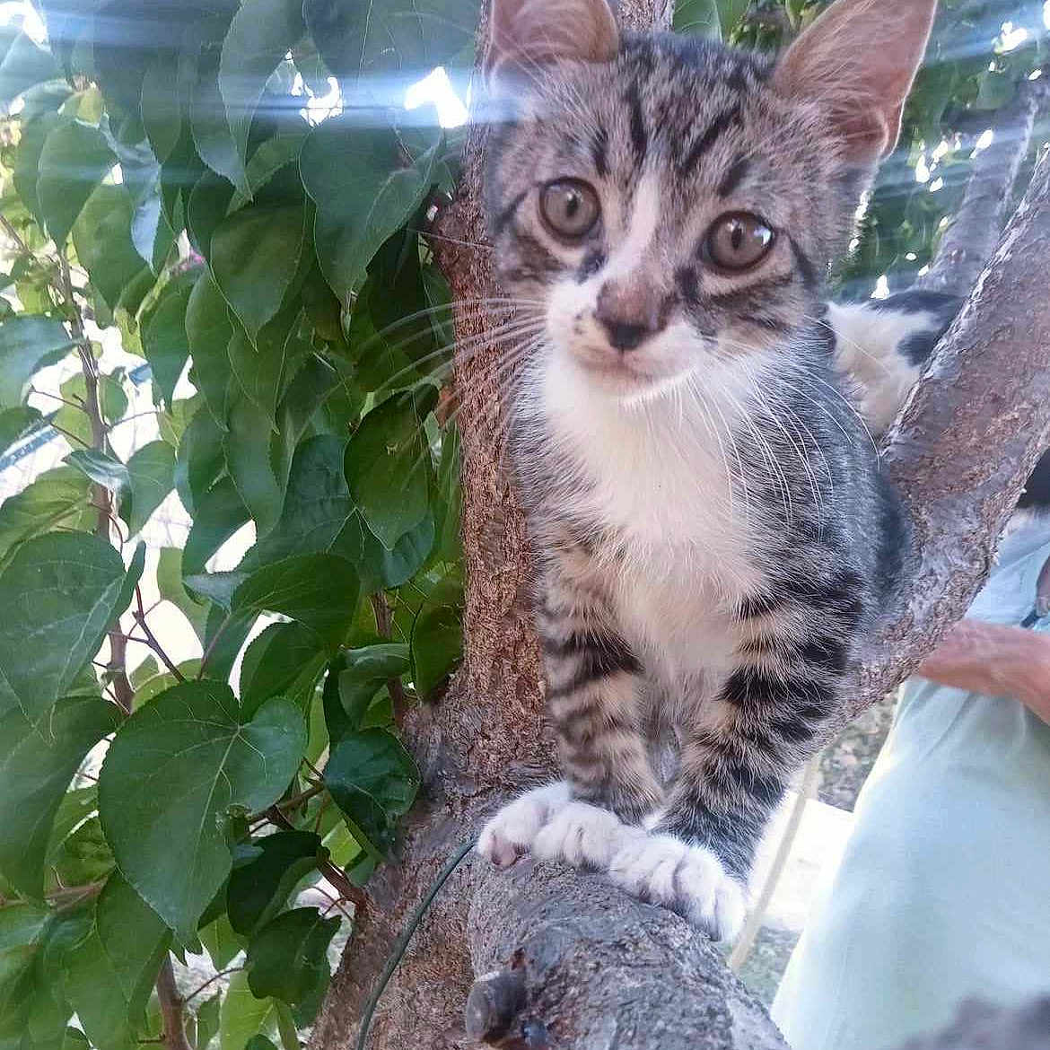 Guinot participe au concours pour gagner de l'argent avec cette photo : abyssinian, animal, cat, face, head, herbal, herbs, jungle, kitten, leaf, nature, outdoors, person, pet, photography, plant, portrait, pottedplant, tree, vegetation