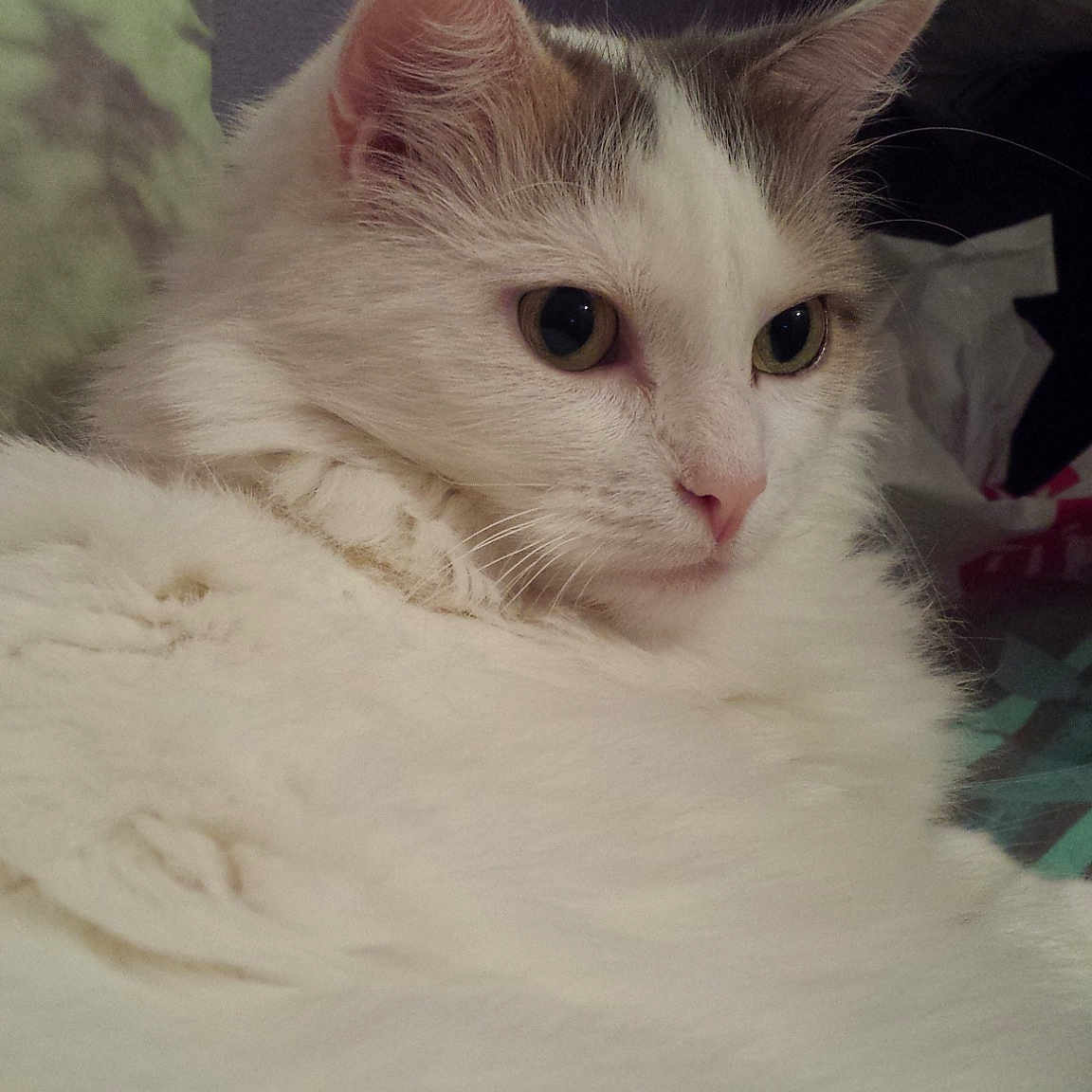 Titite participe au concours pour gagner de l'argent avec cette photo : aegean_cat, cat, cat_like_mammal, domestic_long_haired_cat, domestic_short_haired_cat, eye, face, fauna, fur, kitten, norwegian_forest_cat, ragamuffin, ragdoll, small_to_medium_sized_cats, snout, turkish_angora, turkish_van, whiskers, white