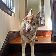 Tokyo joined the competition — help win amazing prizes! accessories, animal, architecture, building, canine, dog, eskimodog, hardwood, house, housing, husky, indoors, interiordesign, pet, plywood, puppy, staircase, strap, window, wood