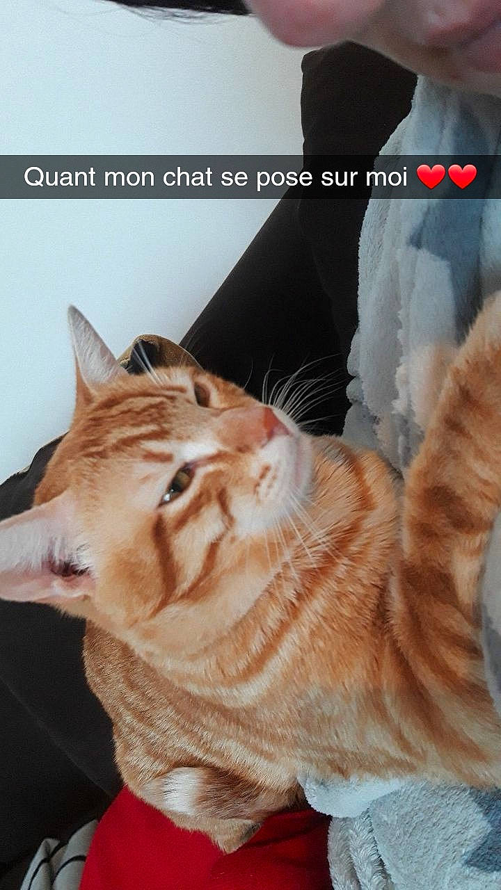 Oliveur a rejoint le concours — aidez-le/la à gagner de superbes lots ! carnivore, cat, domestic_short_haired_cat, fawn, felidae, fur, organism, peach, photo_caption, small_to_medium_sized_cats, snout, tabby_cat, tail, terrestrial_animal, vertebrate, whiskers